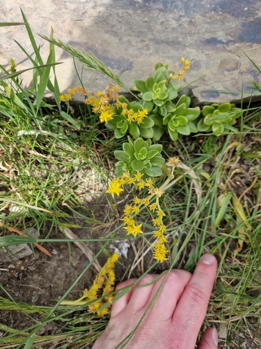 Sedum kimnachii (Kimnach's Stonecrop)
