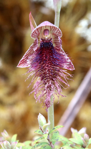 Calochilus robertsonii (Purple Beard Orchid) (alternate view 6)