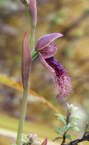 Calochilus robertsonii (Purple Beard Orchid) (alternate view 7)
