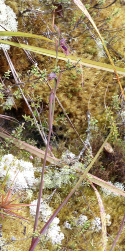 Calochilus robertsonii (Purple Beard Orchid) (alternate view 8)