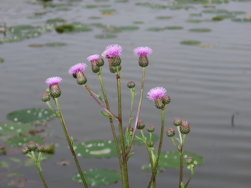 Cirsium arvense (Canada thistle) (alternate view 2)