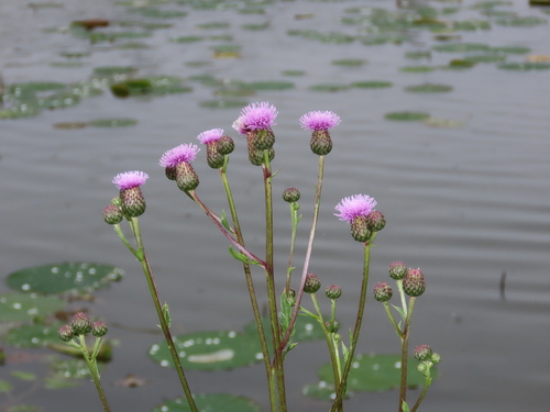 Cirsium arvense (Canada thistle) (alternate view 3)
