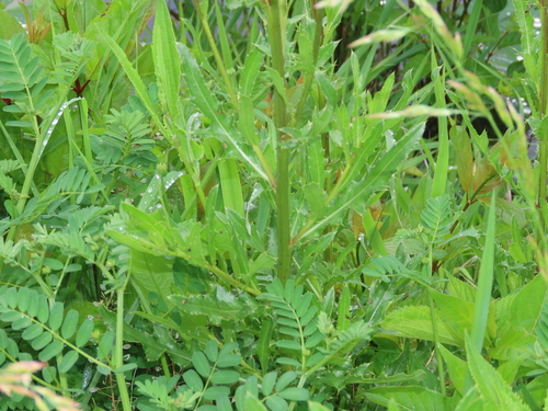 Cirsium arvense (Canada thistle) (alternate view 4)