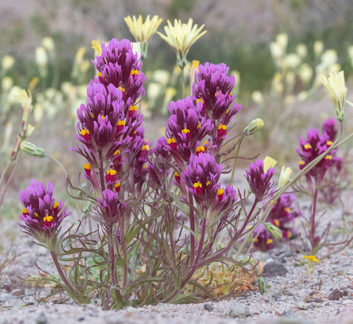 Castilleja exserta (purple owl's-clover) (alternate view 5)