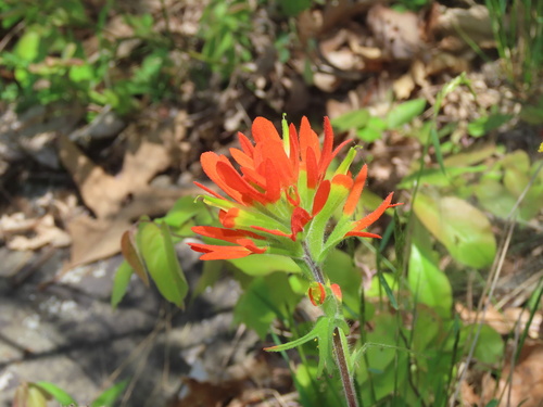 Castilleja coccinea (Painted-cup paintbrush) (alternate view 7)