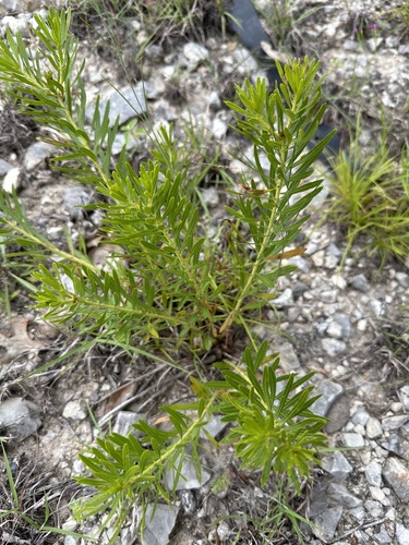 Stillingia texana (Texas Stillingia) (alternate view 5)
