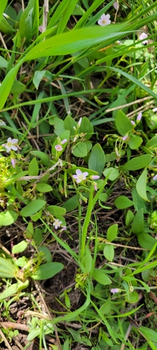 Claytonia lanceolata (Lanceleaf Springbeauty) (alternate view 4)