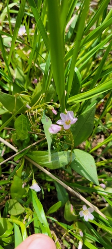 Claytonia lanceolata (Lanceleaf Springbeauty) (alternate view 5)