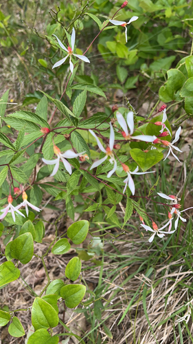 Gillenia