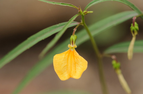 Pigea stellarioides (spade flower)