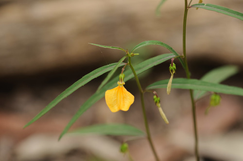 Pigea stellarioides (spade flower) (alternate view 2)