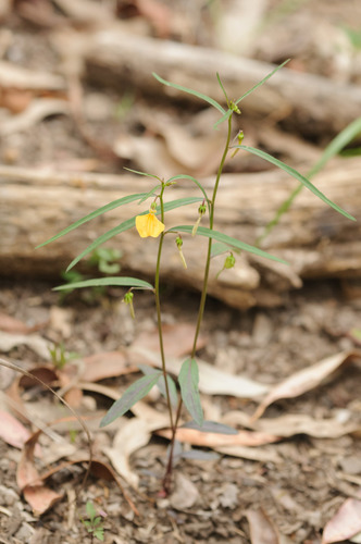 Pigea stellarioides (spade flower) (alternate view 3)