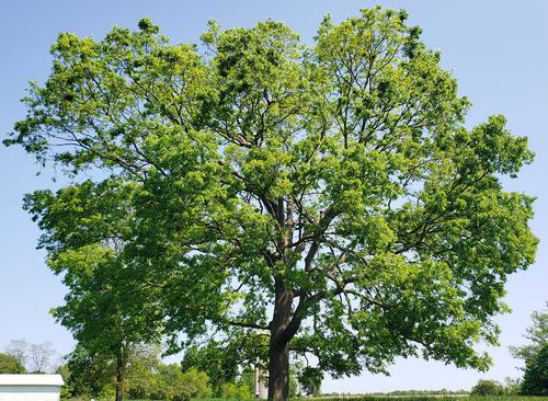 Celtis occidentalis (common hackberry)