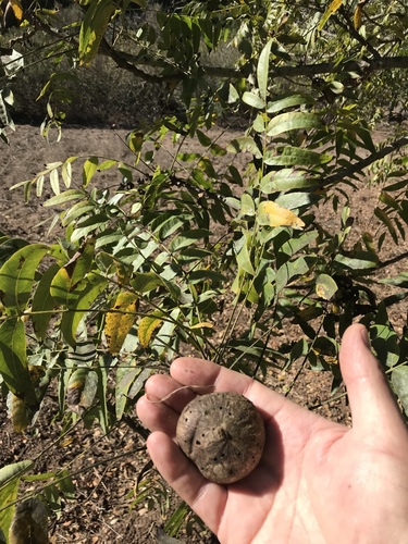 Juglans californica (California Black Walnut)