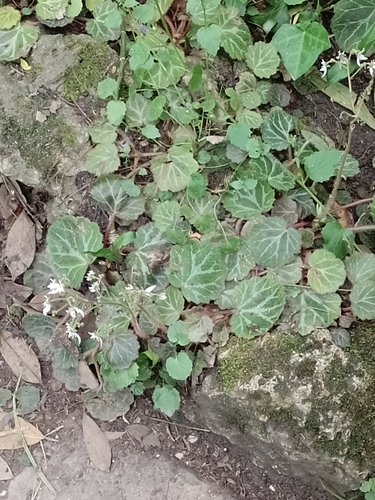 Saxifraga stolonifera (strawberry begonia)