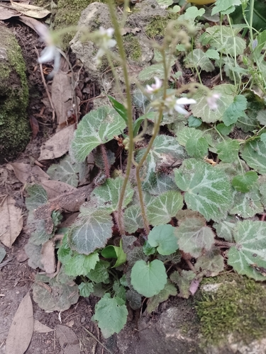 Saxifraga stolonifera (strawberry begonia) (alternate view 2)