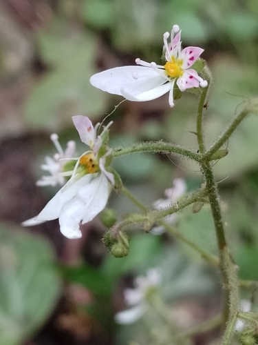 Saxifraga stolonifera (strawberry begonia) (alternate view 3)