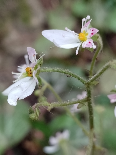Saxifraga stolonifera (strawberry begonia) (alternate view 4)