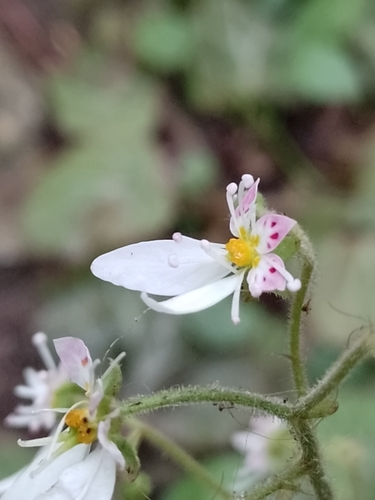 Saxifraga stolonifera (strawberry begonia) (alternate view 5)
