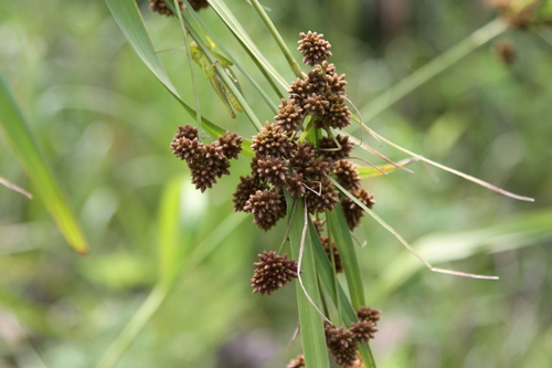 Scirpus atrovirens (dark green bulrush) (alternate view 2)
