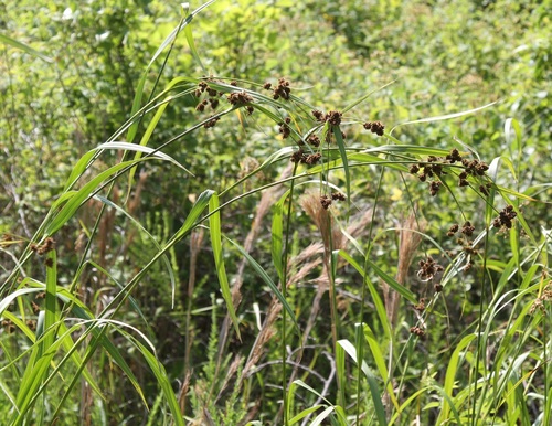 Scirpus atrovirens (dark green bulrush) (alternate view 3)