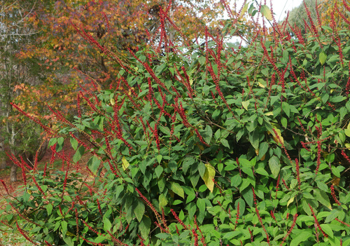 Salvia confertiflora (alternate view 5)