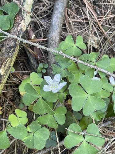 Oxalis montana (mountain woodsorrel)