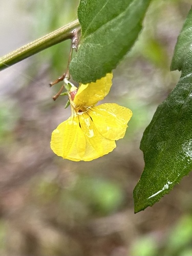 Goodenia ovata (hop goodenia) (alternate view 5)