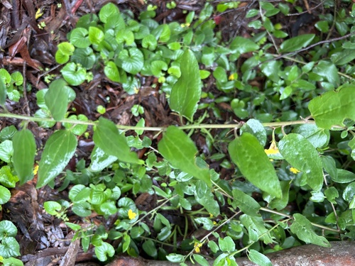 Goodenia ovata (hop goodenia) (alternate view 6)