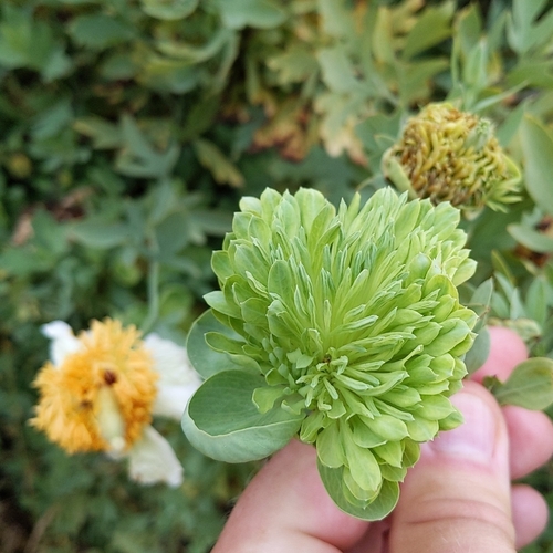Romneya coulteri (Matilija poppy)