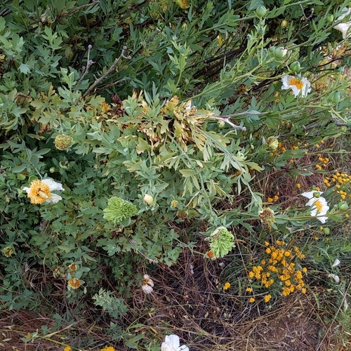 Romneya coulteri (Matilija poppy) (alternate view 2)