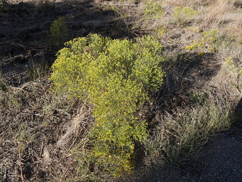 Gutierrezia sarothrae (Broom Snakeweed) (alternate view 7)