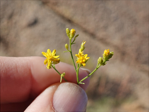 Gutierrezia sarothrae (Broom Snakeweed) (alternate view 8)