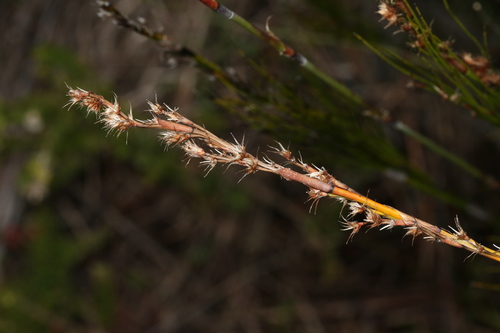 Baloskion tetraphyllum (tassel cord-rush) (alternate view 7)