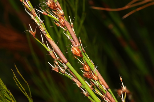 Baloskion tetraphyllum (tassel cord-rush) (alternate view 6)