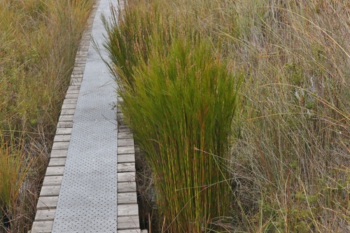 Baloskion tetraphyllum (tassel cord-rush) (alternate view 8)