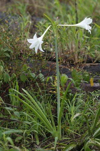 Hippeastrum (Amaryllis) (alternate view 8)
