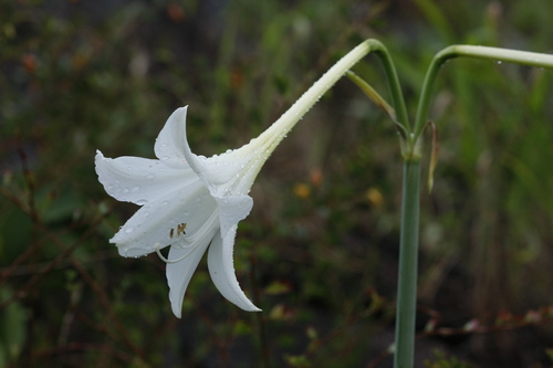 Hippeastrum (Amaryllis) (alternate view 9)