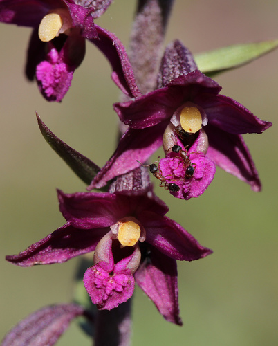 Epipactis (Helleborines) (alternate view 4)