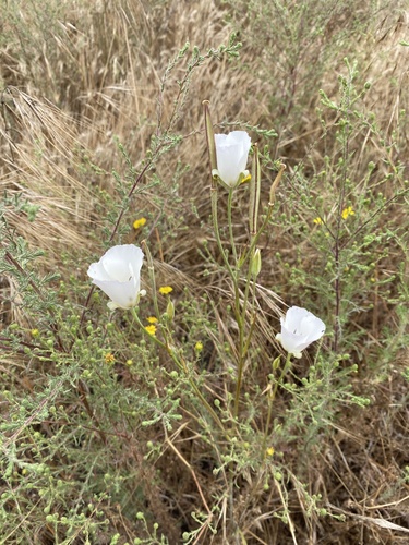 Calochortus splendens (Splendid Mariposa Lily) (alternate view 7)
