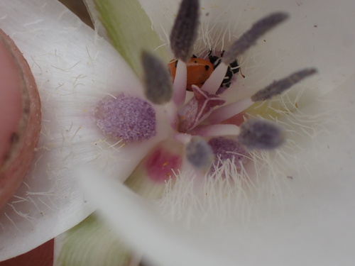 Calochortus splendens (Splendid Mariposa Lily) (alternate view 6)