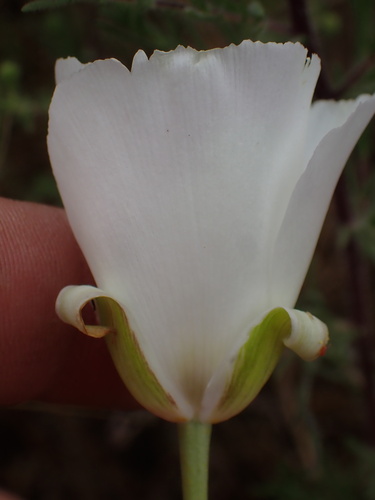 Calochortus splendens (Splendid Mariposa Lily) (alternate view 8)