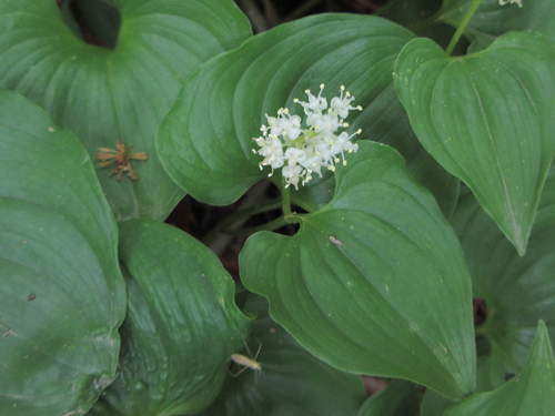 Maianthemum bifolium (May Lily)
