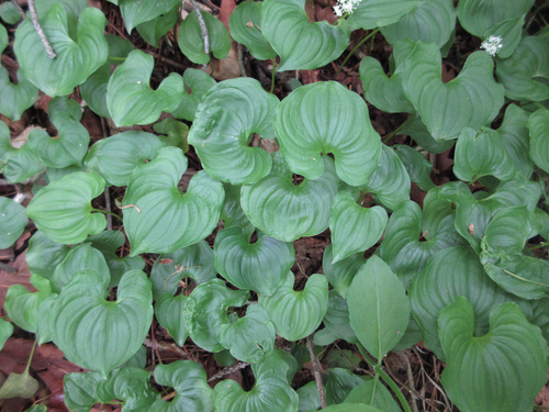 Maianthemum bifolium (May Lily)