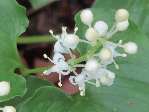 Maianthemum bifolium (May Lily)