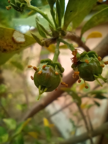 Malpighia emarginata (Acerola Cherry)