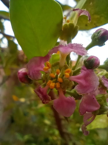 Malpighia emarginata (Acerola Cherry)