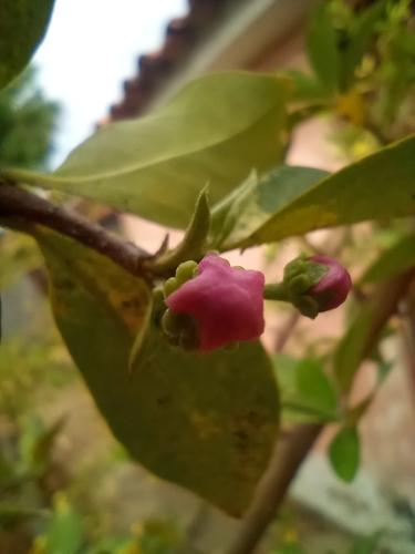 Malpighia emarginata (Acerola Cherry)