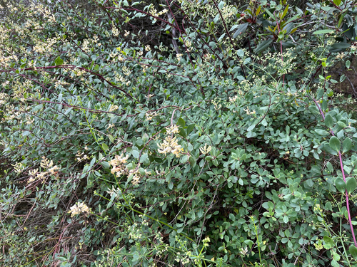 Lonicera subspicata (Southern Honeysuckle) (alternate view 5)