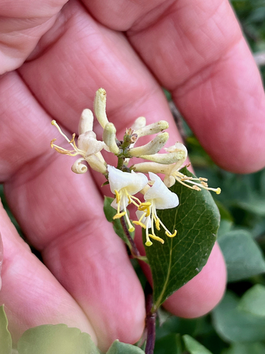 Lonicera subspicata (Southern Honeysuckle) (alternate view 4)
